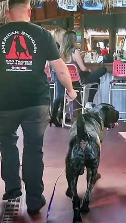 World largest cane corso