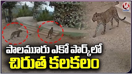 Leopard Spotted Inside Mahabubnagar Urban Park _ V6 News