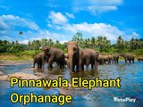 Elephants in sri lanka pinnawala Elephants visit