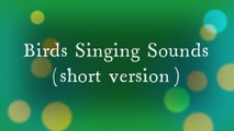 Relaxing Birds Chirping Sounds | Birds Singing Sounds