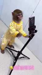 Hilarious Monkey Moments That Will Make You Laugh Out Loud 🐒
