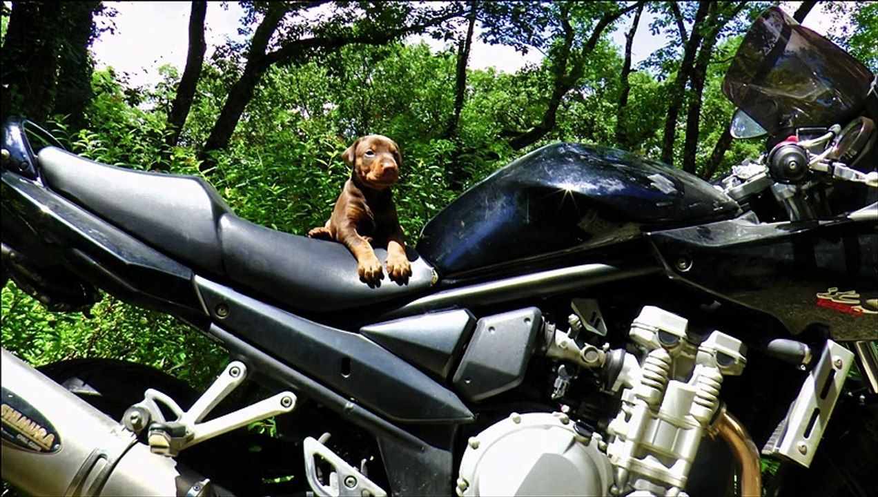 Mayhem Der Biss Von Einherjer less than 3 months ( working line high drive )