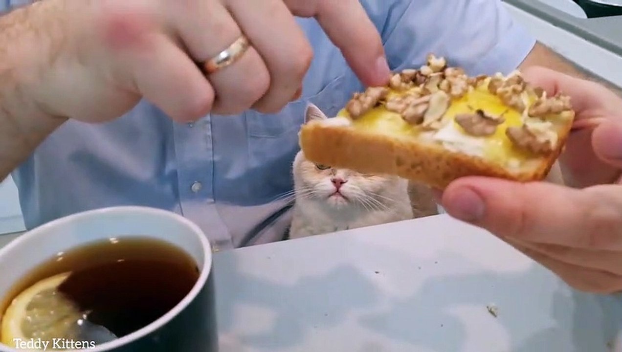 Papa, please! Give me Honey with Walnuts!