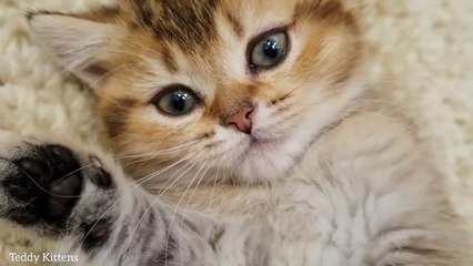 Pat my Tummy Please!