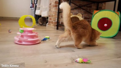 Pinky is 5 months old _ Fanta and Pinky play together