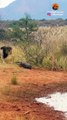 LIONS ATTACK CROCODILE WALKING ON LAND