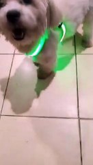 Pasalubong for Mallows and Hansel