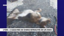 Lyon : trois cadavres de chiens retrouvés en un mois