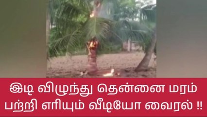 இடி விழுந்து தென்னை மரம் பற்றி எரியும் வீடியோ வைரல்!