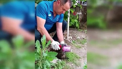 Un chat avec la tête coincée dans une boîte peut être sauvé