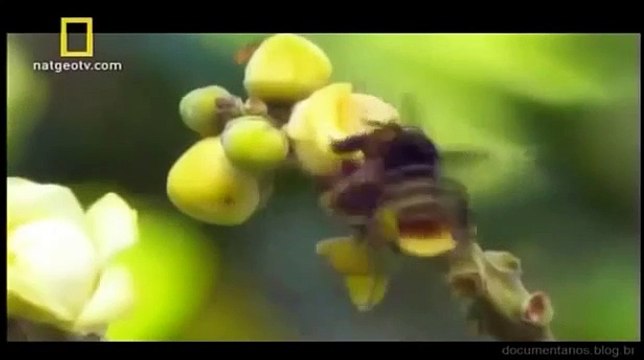 Amazônia Selvagem Reino Animal (Documentário Completo & Dublado)