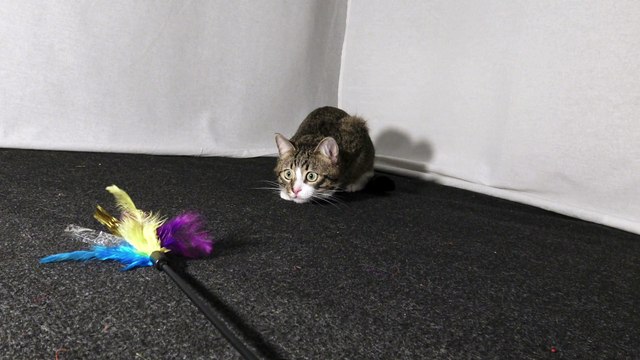 Cat Is Fascinated by Toy