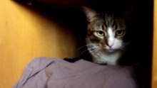 Cat Hid in the Wardrobe