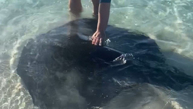 Man is amused as he's greeted by a trio of gentle Manta Rays near the beach shore