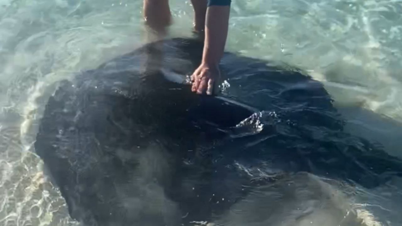 Man is amused as he's greeted by a trio of gentle Manta Rays near the beach shore