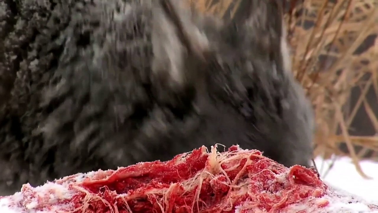 Wolf _ Animals _ Carnivore _ Wild _ Hunt