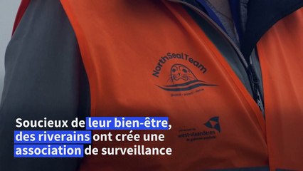 Sur la côte belge, l'apprentissage de la cohabitation avec les phoques