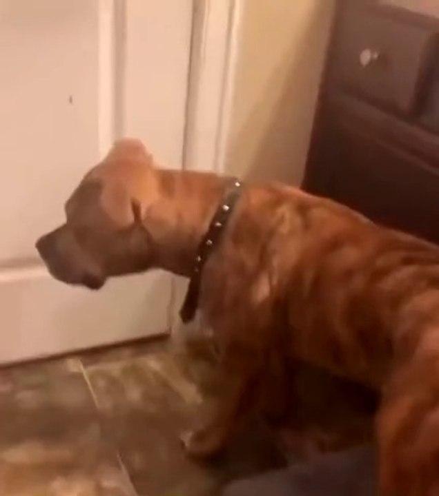 Dude violates his dog