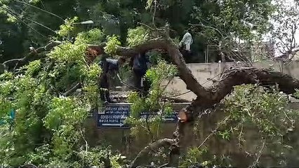 नई सिविल में धोबीघाट के नजदीक गिरा नीम का पेड़