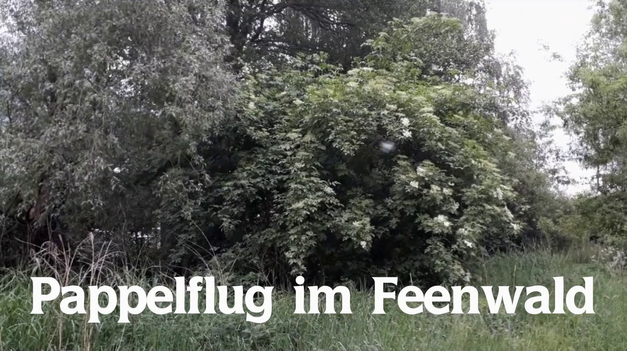 Pappelflug im feenwald