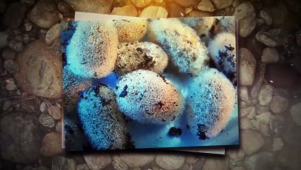 Die 10 mysteriösesten Funde, die niemand erklären kann