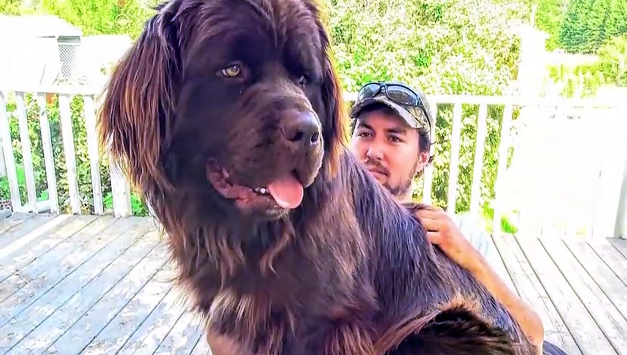 7 stärksten Hunderassen