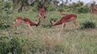 Okapi Feeding _ Wildlife reserve _ Giraffe _ Animals