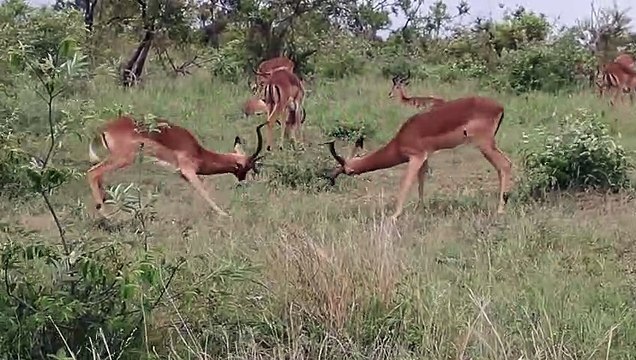 Okapi Feeding _ Wildlife reserve _ Giraffe _ Animals
