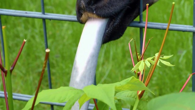 Okapi Feeding _ Wildlife reserve _ Giraffe _ Animals _