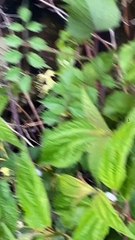 This frock funny video funny video#