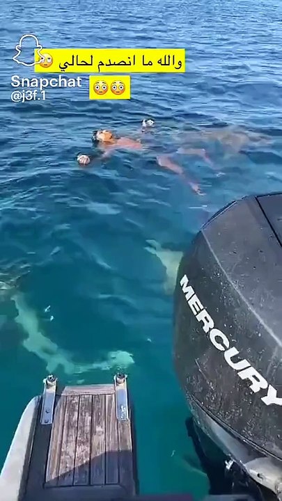 Ce touriste nage avec les requins... des gros requins