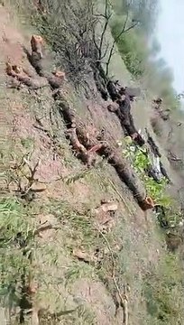 Sacrifice of trees before making illegal colony on Simhastha land