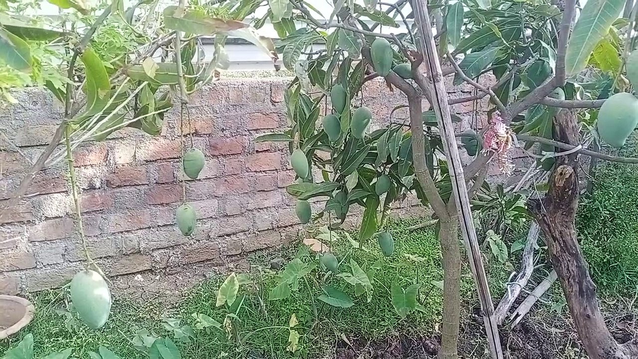 Three lakh rupees spent on the protection of plants, every year plants