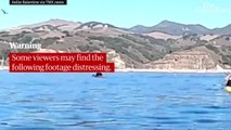 Kayakers nearly swallowed by whale in California