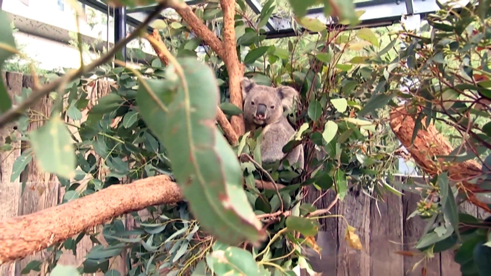 ⁣New koala colony found in north west NSW