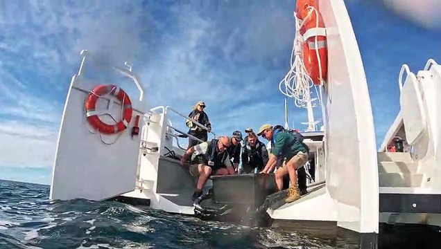 Turtle released after ingested seven hooks | Newcastle Herald | June 5 2023
