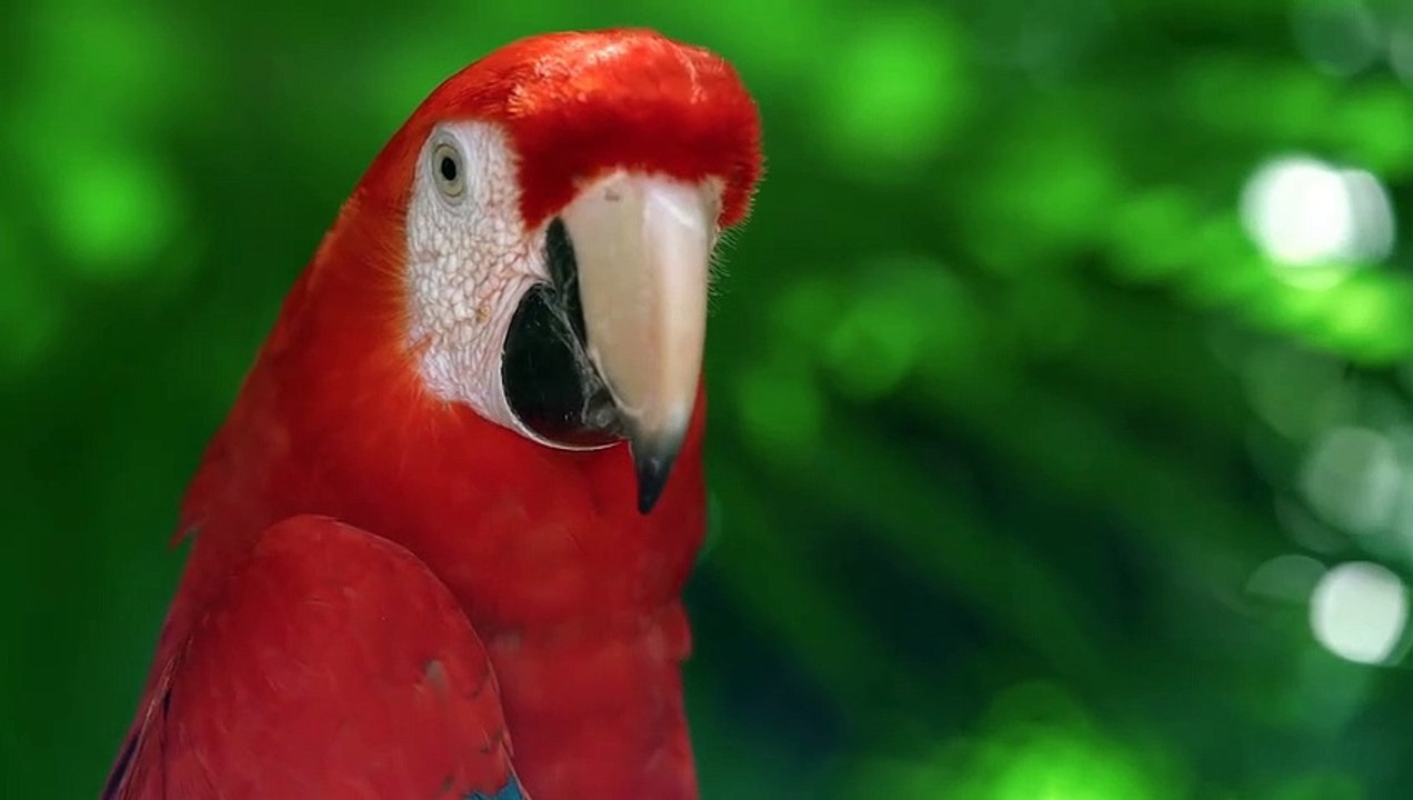 Parrots in tree