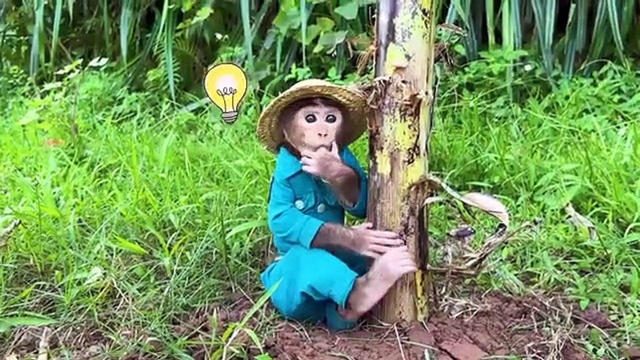 Monkey_Pin_Pin_driving_a_truck_when_the_Baby_Monkey_kiki_went_to_the_forest_to_cut_bananas(360p)