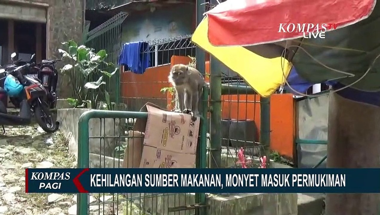Kehilangan Sumber Makanan, Puluhan Monyet Ekor Panjang Masuki Permukiman Warga di Cianjur!
