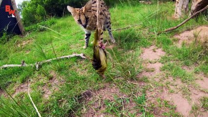 Ferocious Cat NEEDS MEAT!