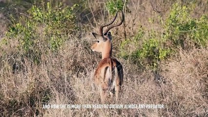 Baby Gazelle Escaped Once But Not Twice