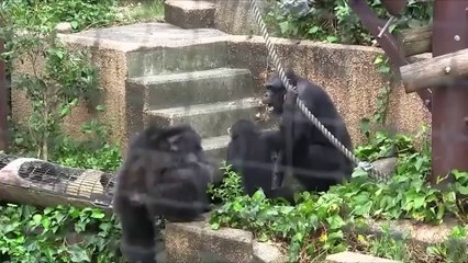 Monkeys Exhibit The Worst Animal Behavior