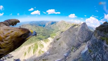 Eagles Kill Their Preys In Seconds