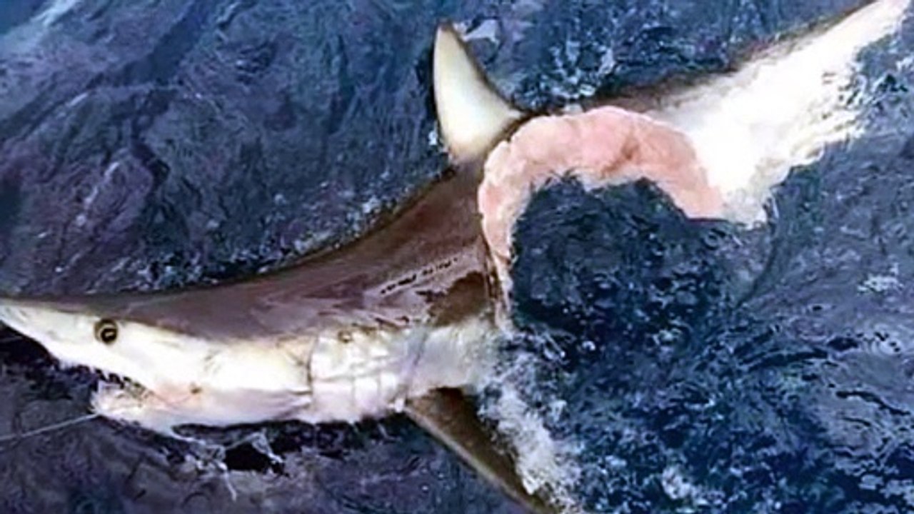 One Bite Can End A Shark's Life