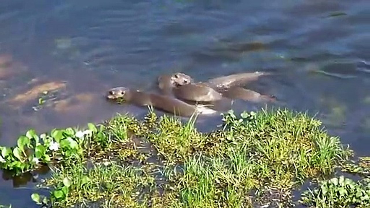 Otters Vs Caiman Fight