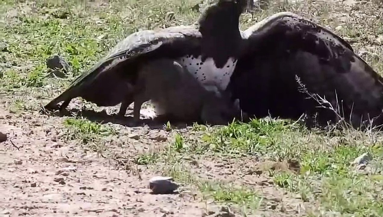 Unbelievable Eagles Attacks   Eagle vs Deer, Goat, Warthog