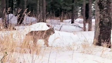 Lynx  Bobcat  Cleverly Hunts The Rabbit