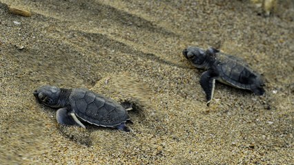 Prof. Dr. Eyüp Başkale: Kumsalın araç geçişlerini engellemek için kazıklarla kapattık, yine de ATV'lere engel olmakta zorlanıyoruz