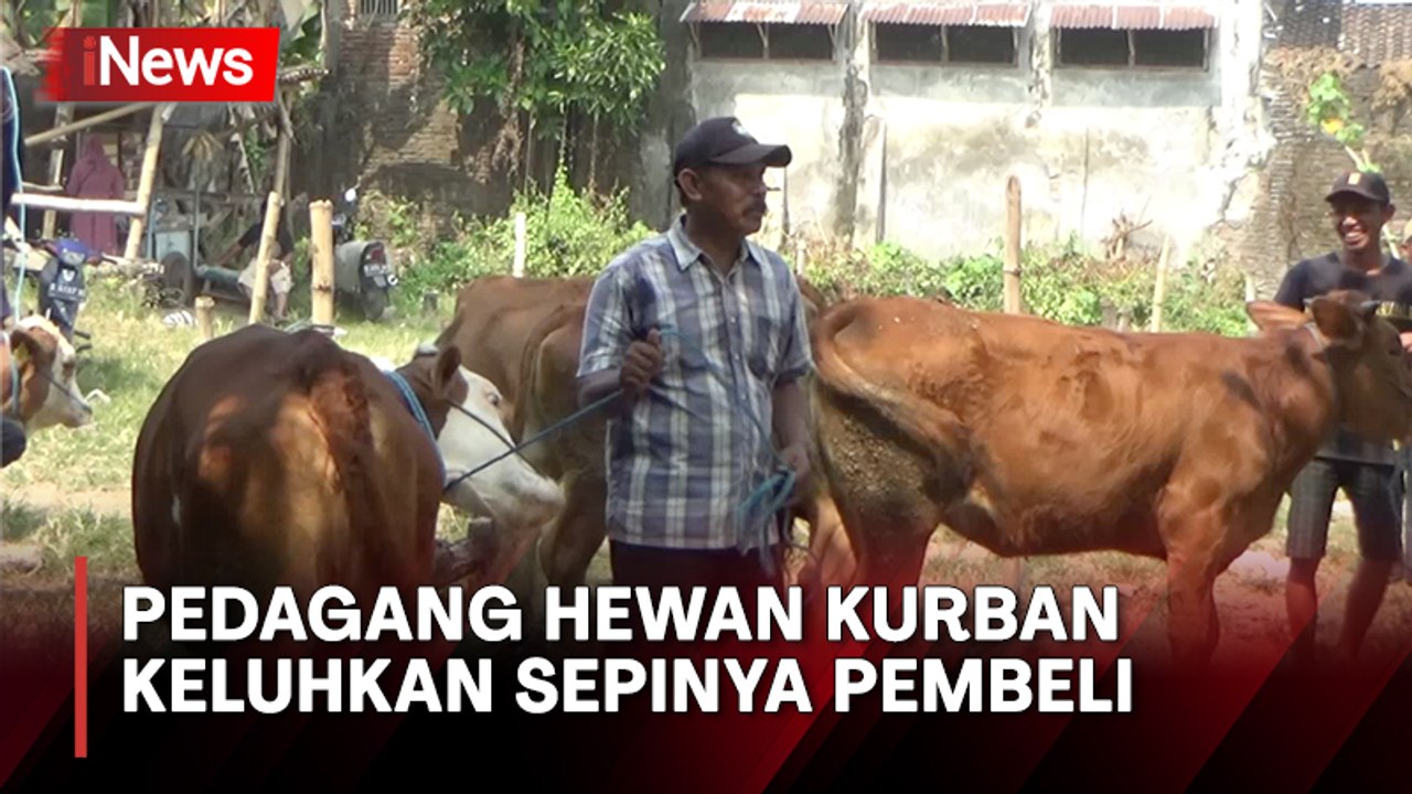 Jelang Hari Raya Idul Adha, Pedagang Sapi Keluhkan Sepi Pembeli