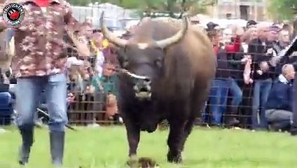 - STRUJAZLATONJA BORBA ZA TITULU PRVAKA U SREDNJOJ KATEGORIJI_v2